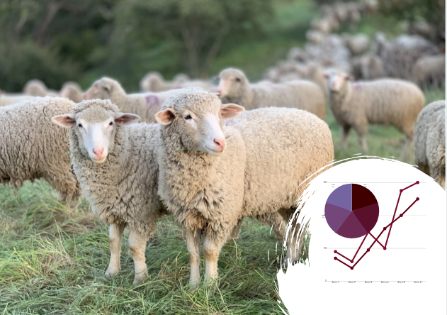 Бизнес-план выращивания овец в Украине: источник сытости и теплоты